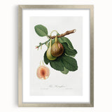 Romanticism Art: Ficus Carica Fig Botanical Wall Art