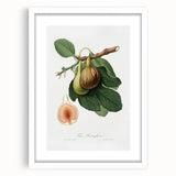 Romanticism Art: Ficus Carica Fig Botanical Wall Art
