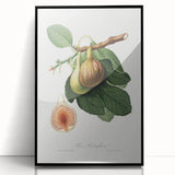 Romanticism Art: Ficus Carica Fig Botanical Wall Art