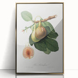 Romanticism Art: Ficus Carica Fig Botanical Wall Art