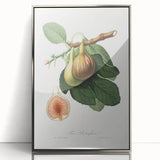 Romanticism Art: Ficus Carica Fig Botanical Wall Art