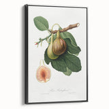 Romanticism Art: Ficus Carica Fig Botanical Wall Art
