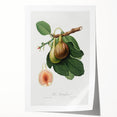 Romanticism Art: Ficus Carica Fig Botanical Wall Art