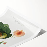 Romanticism Art: Ficus Carica Fig Botanical Wall Art