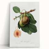 Romanticism Art: Ficus Carica Fig Botanical Wall Art