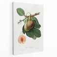 Romanticism Art: Ficus Carica Fig Botanical Wall Art