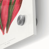 Romanticism Art: Dracaena Terminalis Pink Botanical Wall Art