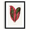 Romanticism Art: Dracaena Terminalis Pink Botanical Wall Art