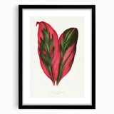 Romanticism Art: Dracaena Terminalis Pink Botanical Wall Art