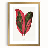 Romanticism Art: Dracaena Terminalis Pink Botanical Wall Art