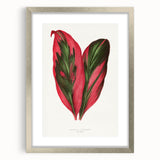 Romanticism Art: Dracaena Terminalis Pink Botanical Wall Art
