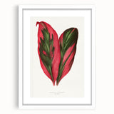 Romanticism Art: Dracaena Terminalis Pink Botanical Wall Art