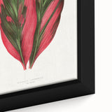 Romanticism Art: Dracaena Terminalis Pink Botanical Wall Art