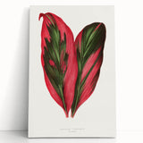 Romanticism Art: Dracaena Terminalis Pink Botanical Wall Art