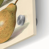 Detailed Art Realism: Botanical Pear Illustration Realism Wall Art Canvas