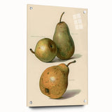 Detailed Art Realism: Botanical Pear Illustration Realism Wall Art Canvas