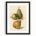 Detailed Art Realism: Botanical Pear Illustration Realism Wall Art Canvas