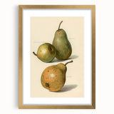 Detailed Art Realism: Botanical Pear Illustration Realism Wall Art Canvas
