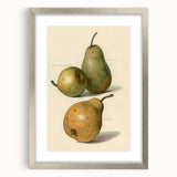 Detailed Art Realism: Botanical Pear Illustration Realism Wall Art Canvas