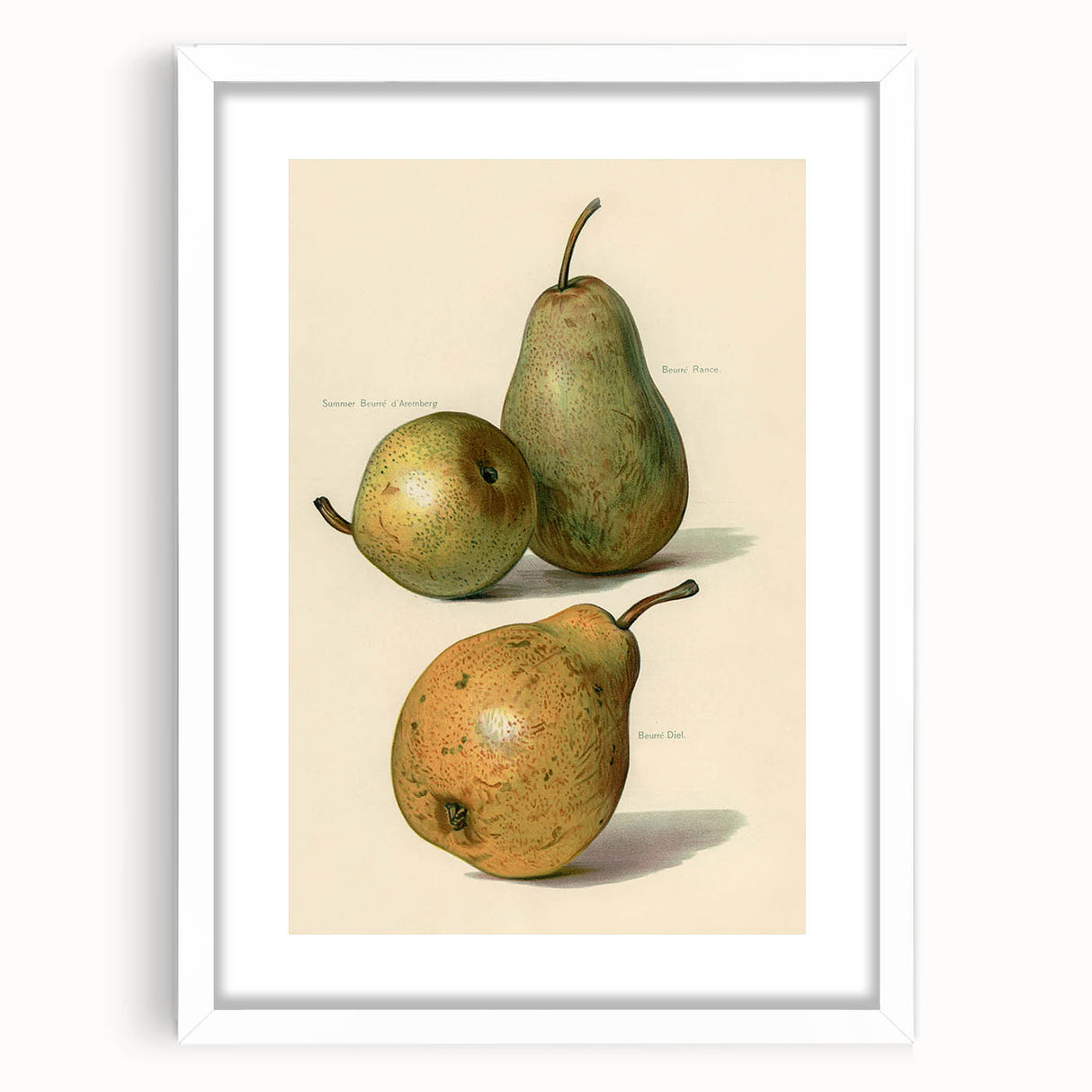 Detailed Art Realism: Botanical Pear Illustration Realism Wall Art Canvas