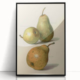 Detailed Art Realism: Botanical Pear Illustration Realism Wall Art Canvas
