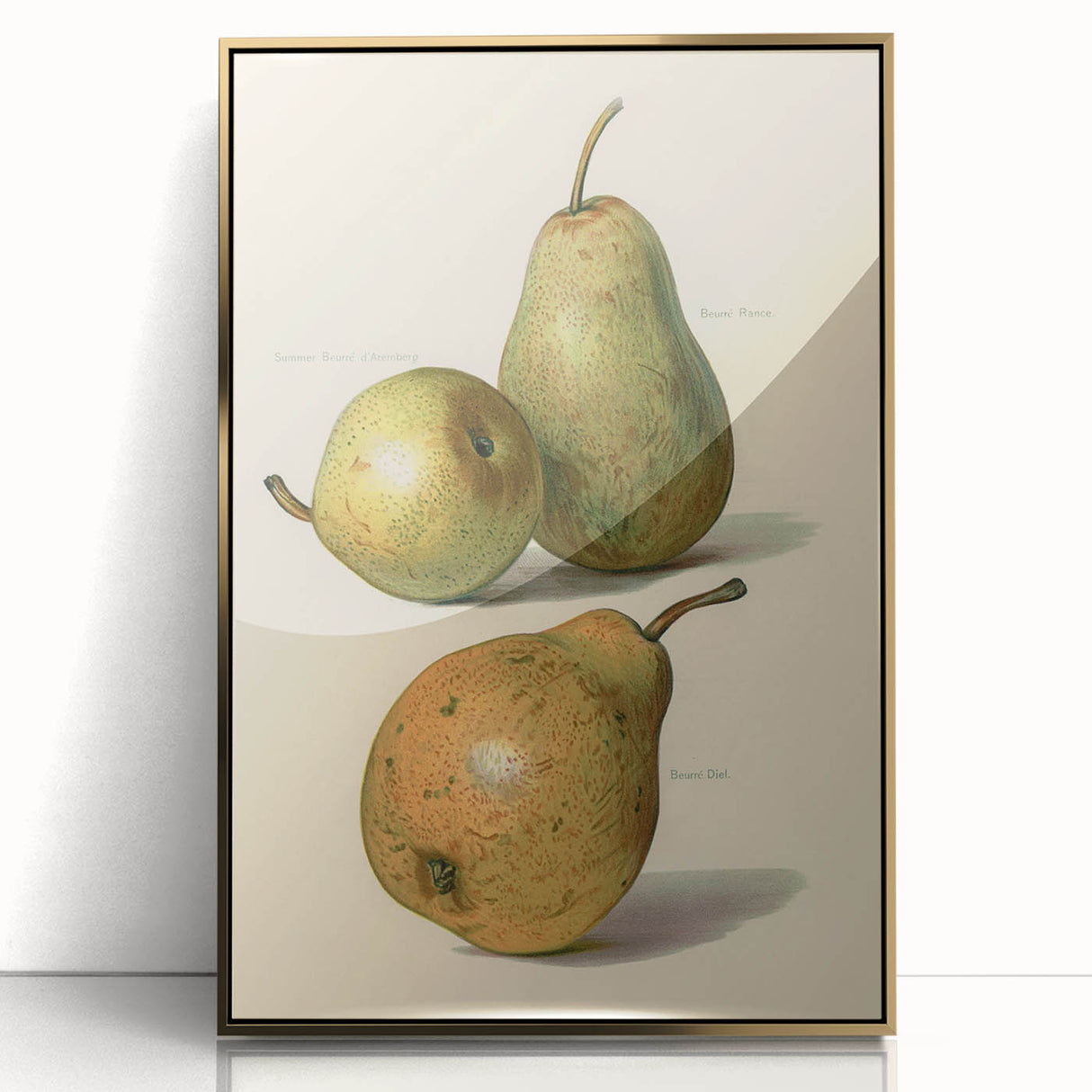 Detailed Art Realism: Botanical Pear Illustration Realism Wall Art Canvas