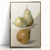 Detailed Art Realism: Botanical Pear Illustration Realism Wall Art Canvas