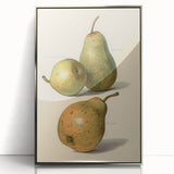 Detailed Art Realism: Botanical Pear Illustration Realism Wall Art Canvas