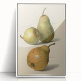Detailed Art Realism: Botanical Pear Illustration Realism Wall Art Canvas