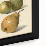 Detailed Art Realism: Botanical Pear Illustration Realism Wall Art Canvas