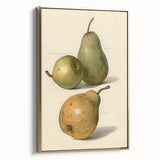 Detailed Art Realism: Botanical Pear Illustration Realism Wall Art Canvas