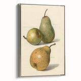Detailed Art Realism: Botanical Pear Illustration Realism Wall Art Canvas