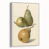 Detailed Art Realism: Botanical Pear Illustration Realism Wall Art Canvas