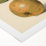 Detailed Art Realism: Botanical Pear Illustration Realism Wall Art Canvas