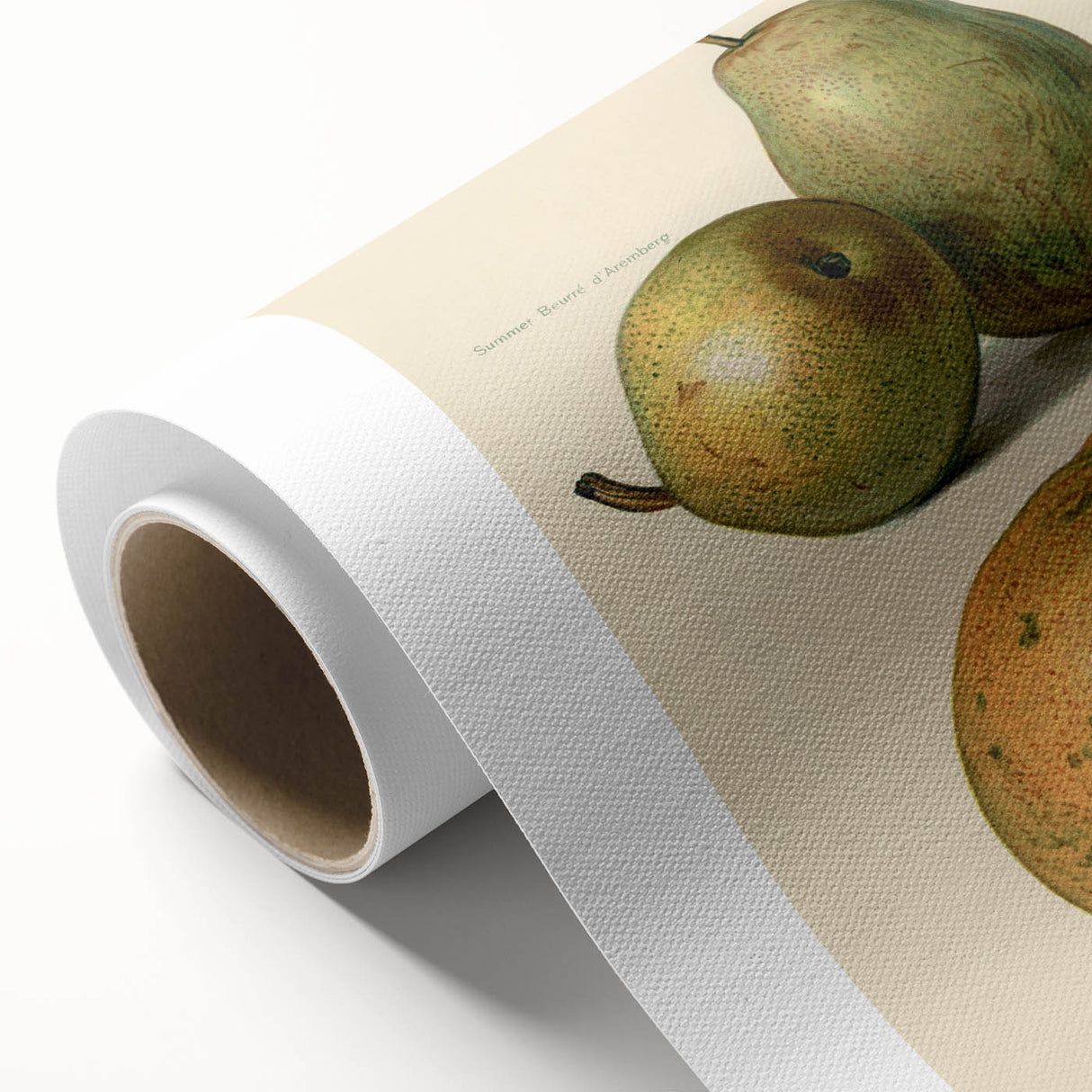 Detailed Art Realism: Botanical Pear Illustration Realism Wall Art Canvas