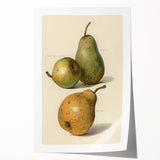 Detailed Art Realism: Botanical Pear Illustration Realism Wall Art Canvas