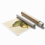 Detailed Art Realism: Botanical Pear Illustration Realism Wall Art Canvas