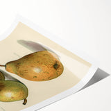 Detailed Art Realism: Botanical Pear Illustration Realism Wall Art Canvas