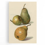 Detailed Art Realism: Botanical Pear Illustration Realism Wall Art Canvas