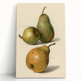 Detailed Art Realism: Botanical Pear Illustration Realism Wall Art Canvas