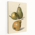 Detailed Art Realism: Botanical Pear Illustration Realism Wall Art Canvas