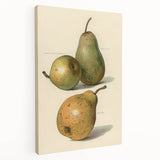 Detailed Art Realism: Botanical Pear Illustration Realism Wall Art Canvas