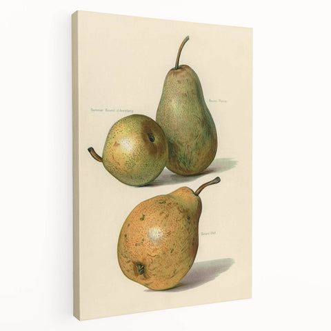 Detailed Art Realism: Botanical Pear Illustration Realism Wall Art Canvas