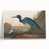 Blue Crane Heron Romanticism Art - Historical Romantic Canvas Print