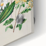 Fine Art Realism: Antique Botanical Floral Illustration Wall Art Canvas