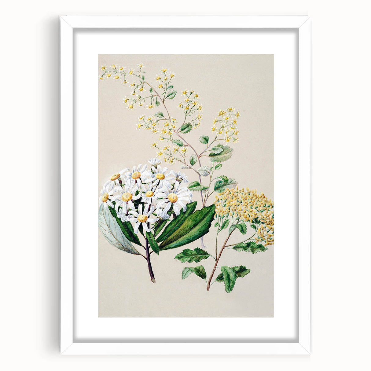 Fine Art Realism: Antique Botanical Floral Illustration Wall Art Canvas
