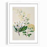 Fine Art Realism: Antique Botanical Floral Illustration Wall Art Canvas