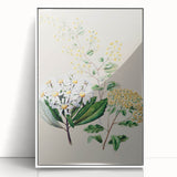 Fine Art Realism: Antique Botanical Floral Illustration Wall Art Canvas