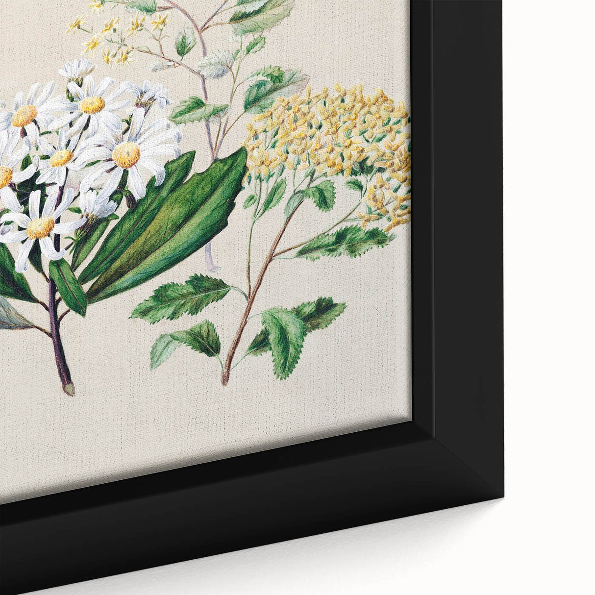 Fine Art Realism: Antique Botanical Floral Illustration Wall Art Canvas