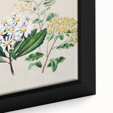 Fine Art Realism: Antique Botanical Floral Illustration Wall Art Canvas
